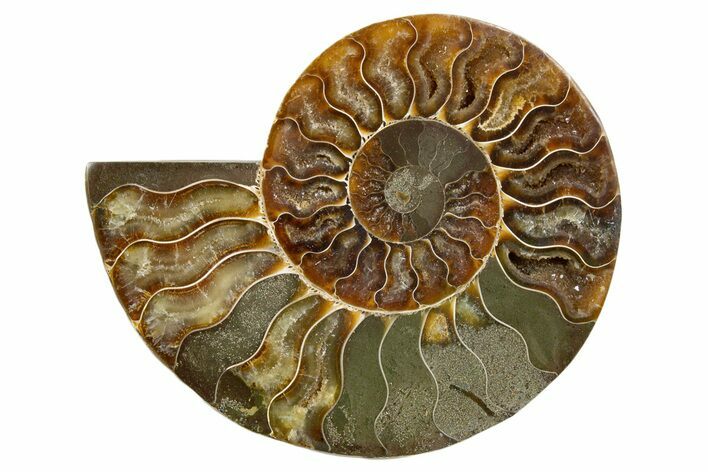 Cut & Polished Ammonite Fossil (Half) - Madagascar #345618